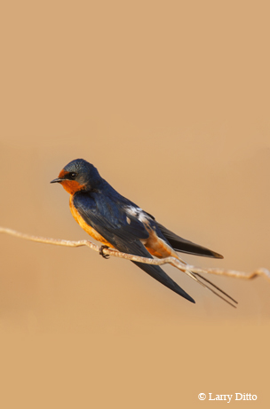 bird
